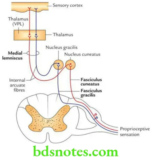 Head And Neck Spinal Cord Posterior column medial lemniscal pathway