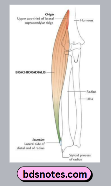 Humeroradial Muscle Attachment Sites