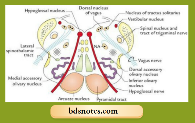 Hypoglossal And Vestibular Nuclei