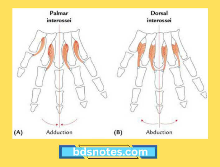 Interosseous Muscles Hand Anatomy