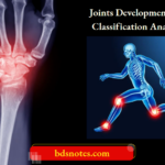 Joints Development And Classification Anatomy