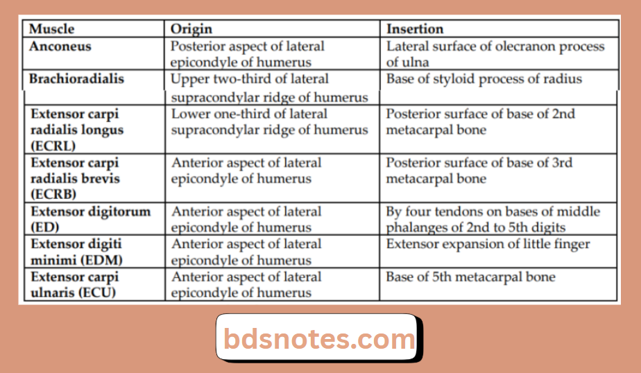 Lateral Epicondyle To Hand Extensors