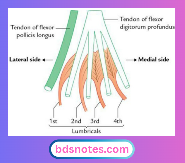 Lumbricals Flexor Tendon Relationship
