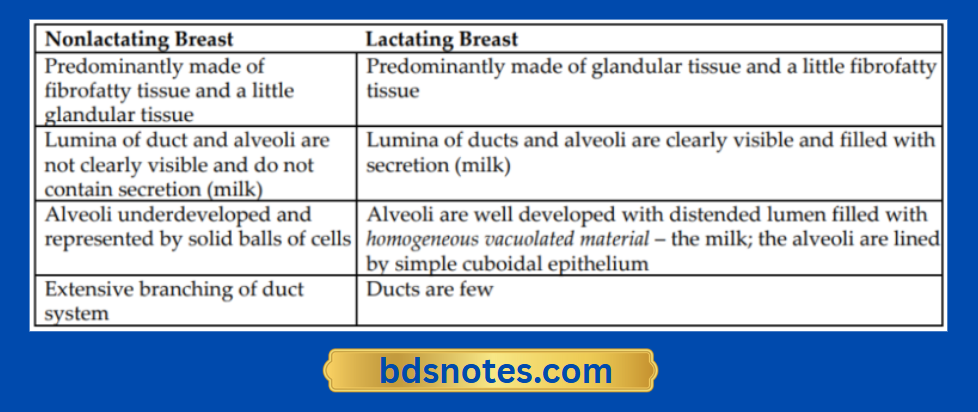 Mammary Gland Structure Pre Post Lactation