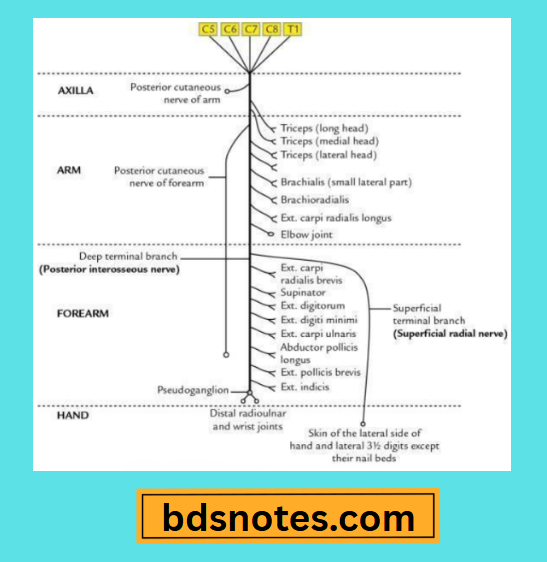 Median Nerve Pathway Arm To Digital Branches