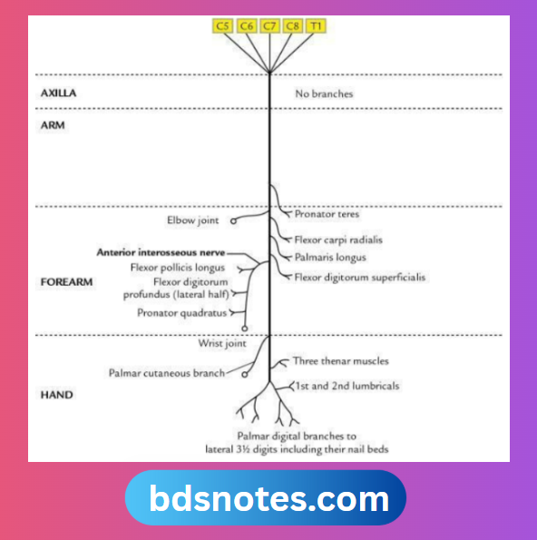 Median Nerve Pathway With Muscular Innervation
