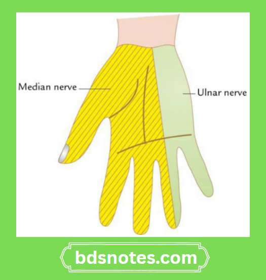 Median Ulnar Nerve Distribution Palmar