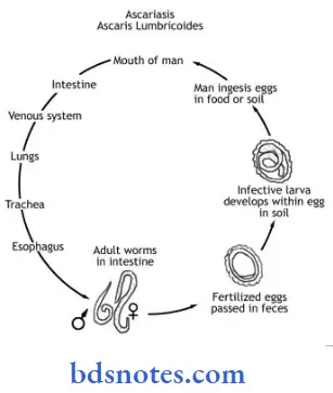 Microbiology Page Bsc Nursing 1st Year Microbiology Nursing Chapter 4 Pathogenic Organisms Question And Answers Life Cycle Of Ascaris Lumbricoid