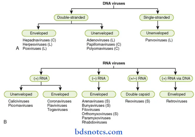 Microbiology Page Bsc Nursing 1st Year Microbiology Nursing Chapter 4 Pathogenic Organisms Question And Answers Summary Classification Of DNA And RNA Viruses