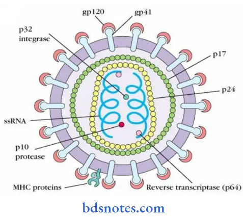 Microbiology Page Bsc Nursing 1st Year Microbiology Nursing Chapter 4 Pathogenic Organisms Question And Answers Well Diagram Of HIV Viruses