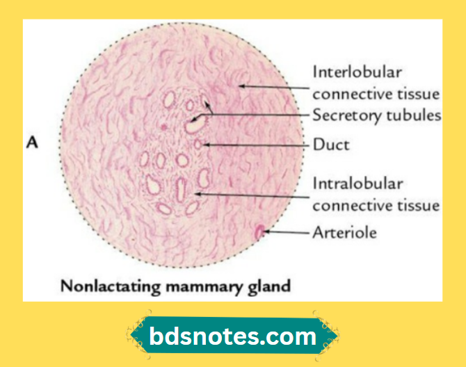 Microscopic Structure Mammary Gland Ducts Tubules