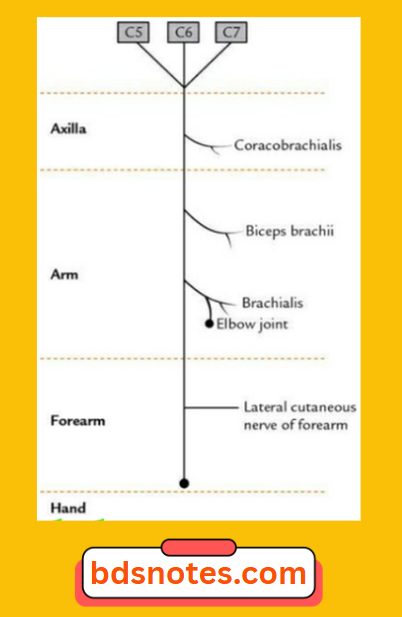 Musculocutaneous Nerve Course Branches