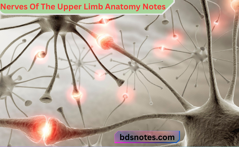 Nerves Of The Upper Limb Anatomy Notes