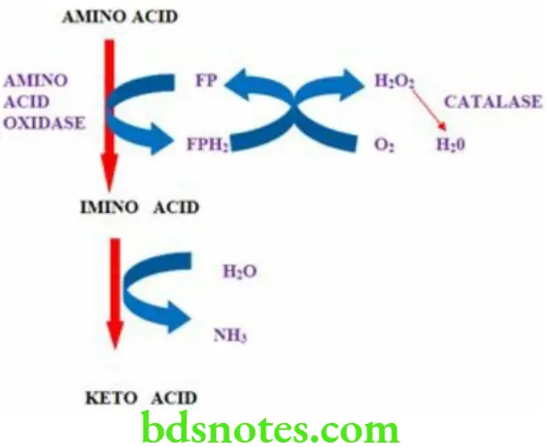 Nutrition And Biochemistry Composition And Metabolism Of Amino Acids And Proteins Oxidative Deamination
