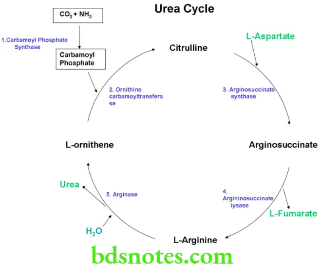 Nutrition And Biochemistry Composition And Metabolism Of Amino Acids And Proteins Urea Cycle