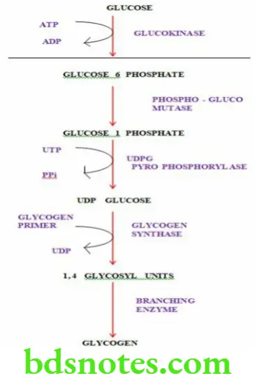 Nutrition And Biochemistry Composition And Metabolism Of Carbohydrates Glycogenesis