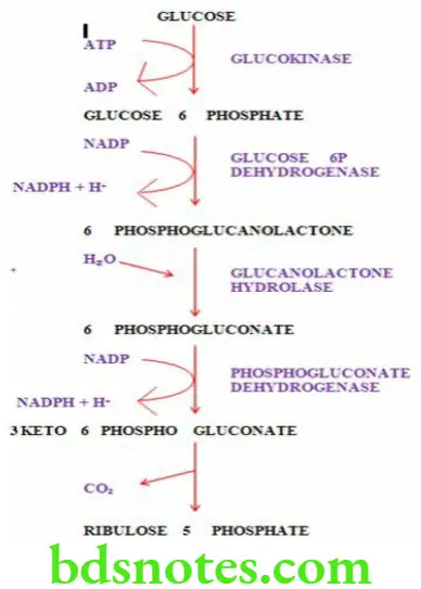 Nutrition And Biochemistry Composition And Metabolism Of Carbohydrates HMP 1