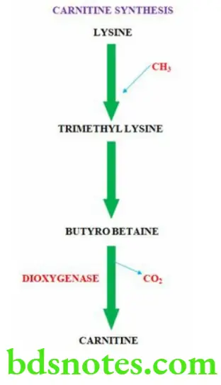 Nutrition And Biochemistry Composition And Metabolism Of Lipids Carnitine Synthesis