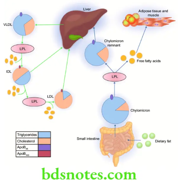 Nutrition And Biochemistry Composition And Metabolism Of Lipids Functions Of Lipoproteins