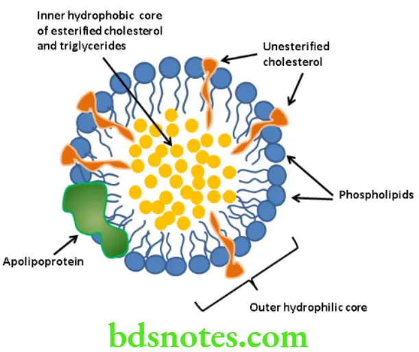 Nutrition And Biochemistry Composition And Metabolism Of Lipids Structure of lipoproteins