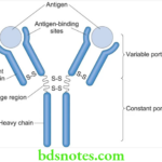 Nutrition And Biochemistry Immunochemistry Structure Of Immunoglobulin