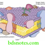 Nutrition And Biochemistry Structure And Function Of Cell Membrane Fluid Mosaic Model