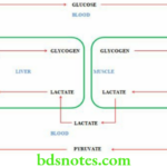 Nutrition and Biochemistry Composition And Metabolism Of Carbohydrates Cori's cycle