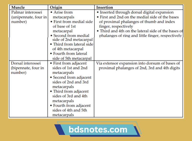 Palmar Interossei Attachments Diagram