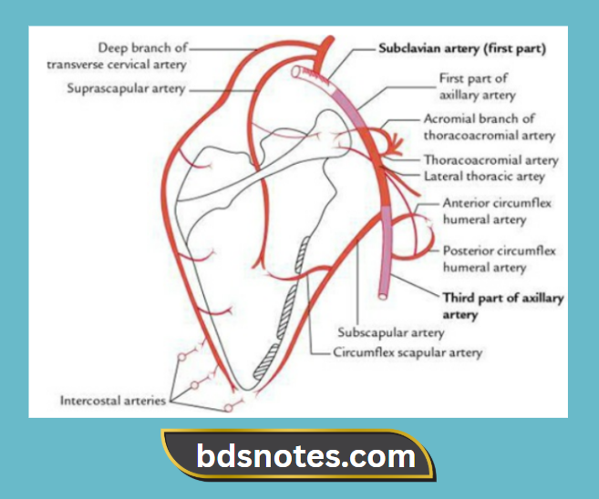 Pectoral Region Axilla Arterial Anastomosis