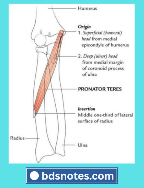 Pronator Teres Origin Insertion Diagram