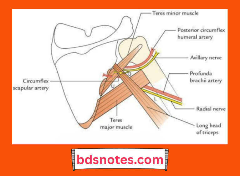 Quadrangular Triangular Space Anatomy