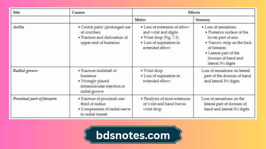 Radial Nerve Palsy Wrist Drop Differential