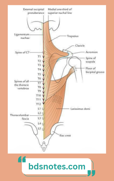 Trapezius Latissimus Origin Insertion Map