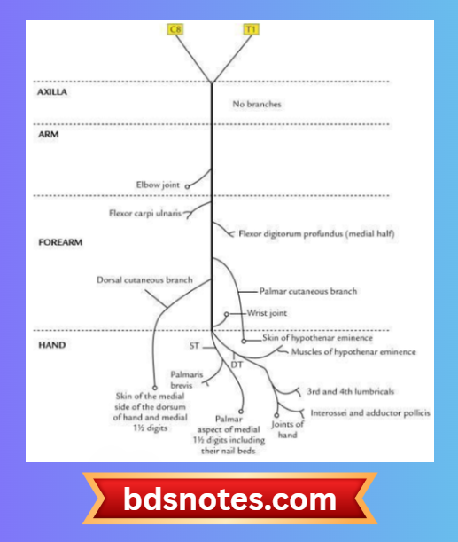 Ulnar Nerve Intrinsic Hand Muscles Innervation
