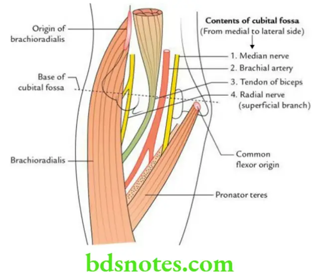 Upper Limb Arm Boundaries and contents of cubital fossa