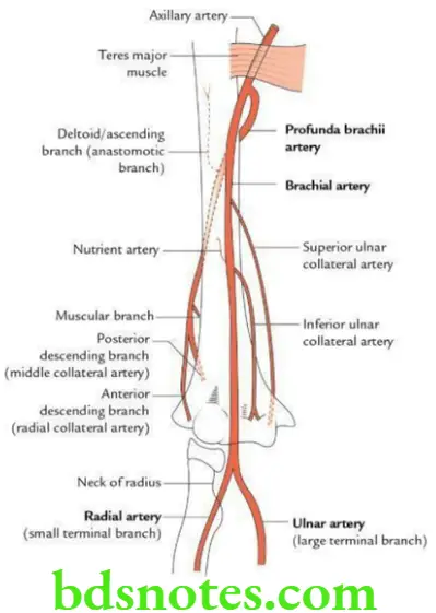 Upper Limb Arm Brachial artery