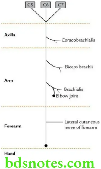 Upper Limb Arm Course and main branches of musculocutaneous nerve