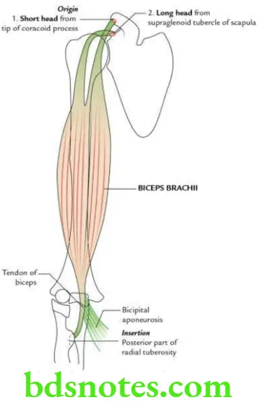 Upper Limb Arm Origin and insertion of biceps brachii