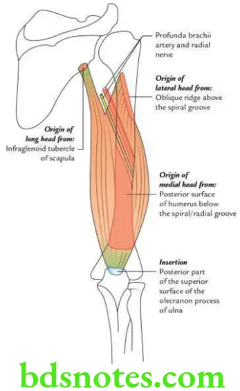 Upper Limb Arm Origin and insertion of triceps brachii