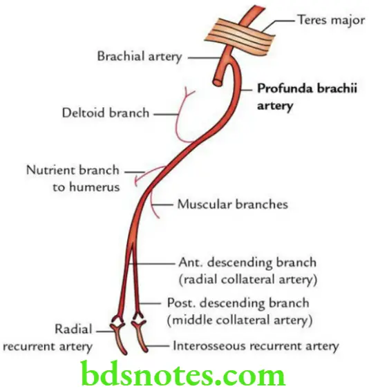 Upper Limb Arm Profunda brachii artery
