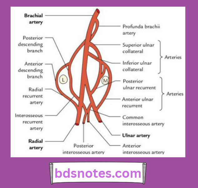 Upper Limb Arterial Anastomosis Elbow Joint