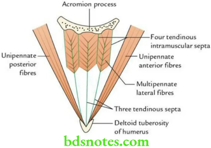 Upper Limb Back of the body and scapular region Architecture of the deltoid muscle