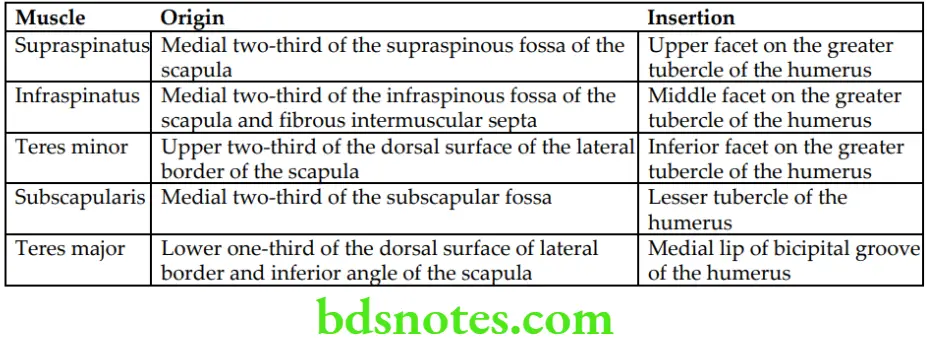 Upper Limb Back of the body and scapular region Origin and Insertion of supraspinatus infraspinatus teres minor subscapularis and teres major muscles 1