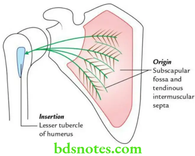 Upper Limb Back of the body and scapular region Origin and insertion of subscapularis muscle