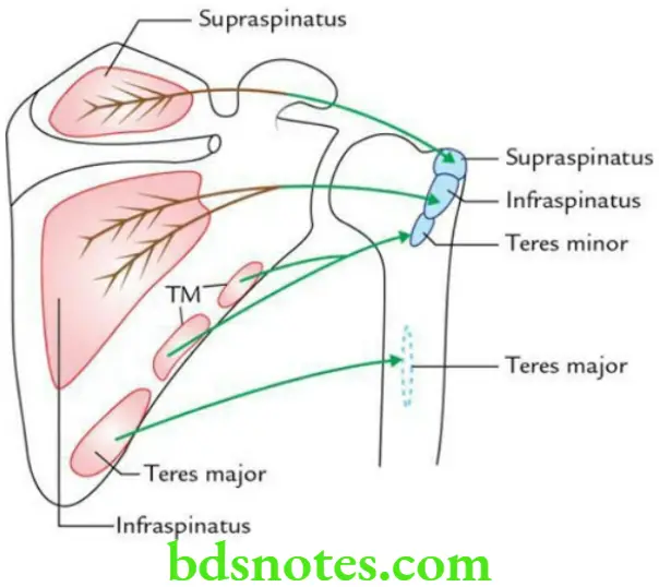 Upper Limb Back of the body and scapular region Origin and insertion of supraspinatus infraspinatus teres minor and teres major muscles