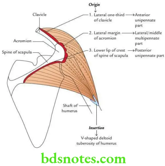 Upper Limb Back of the body and scapular region Origin and insertion of the deltoid muscle
