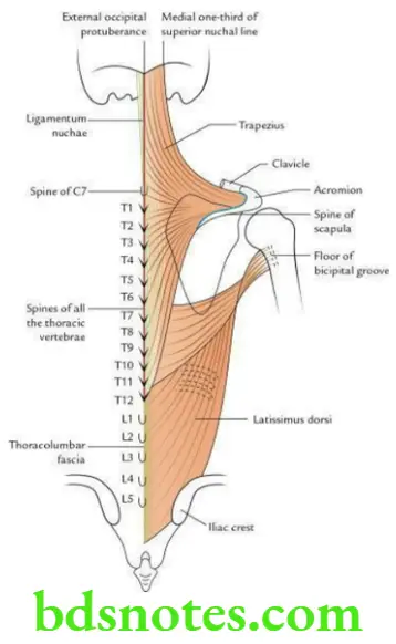 Upper Limb Back of the body and scapular region Origin and insertion of trapezius and latissimus dorsi muscles