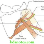 Upper Limb Back of the body and scapular region Subscapular intermuscular spaces
