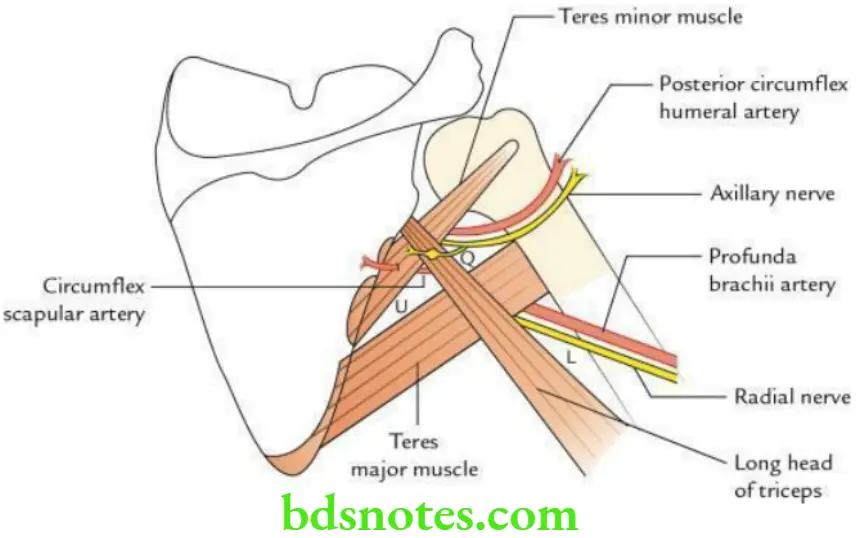 Upper Limb Back of the body and scapular region Subscapular intermuscular spaces
