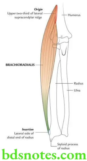 Upper Limb Forearm Origin and insertion of brachioradialis